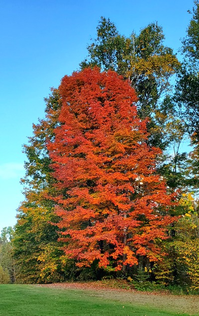 Fall Leaves